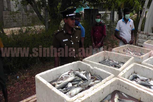 240kg of fish harvest unfit for consumption destroyed