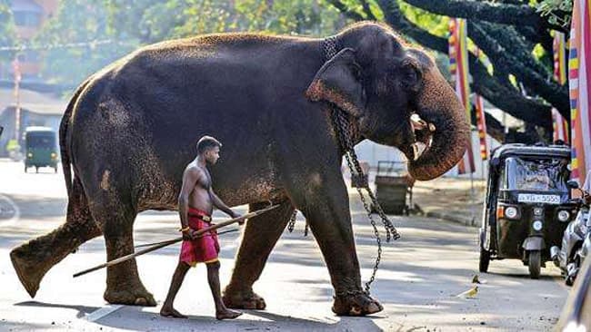 Sri Lanka bans ‘drunk driving’ of elephants, revamps animal protection law