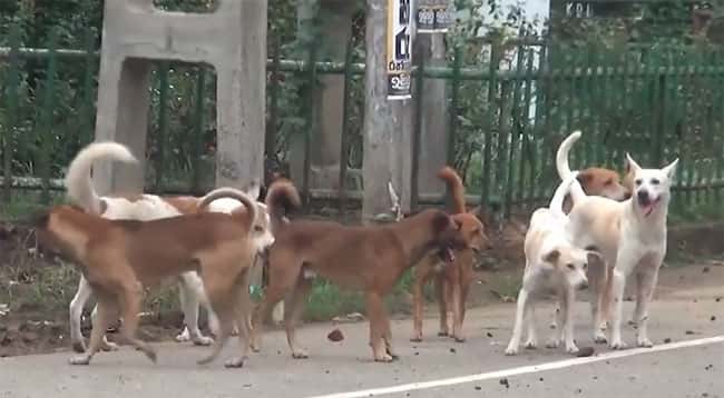 Badulla sees uptick in dog bites with nearly 6,700 cases in 2024