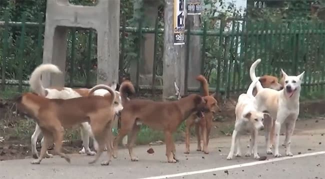 Badulla sees uptick in dog bites with nearly 6,700 cases in 2024