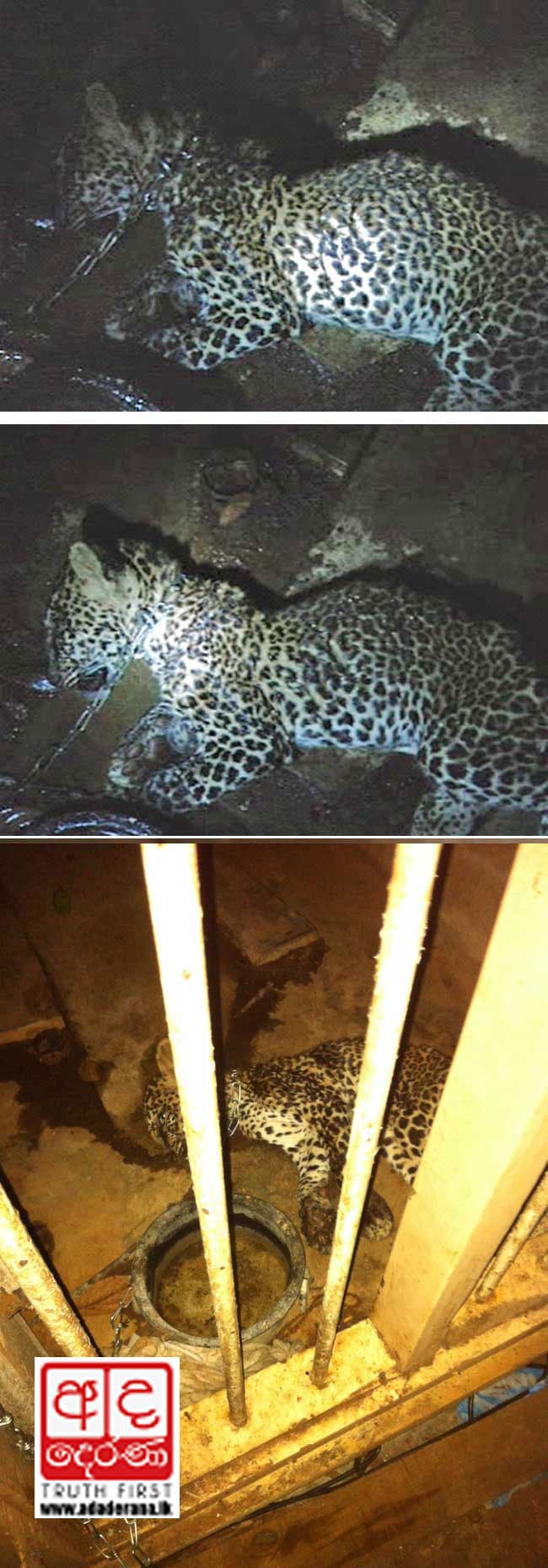 PICTURES: Leopard business in Vavuniya