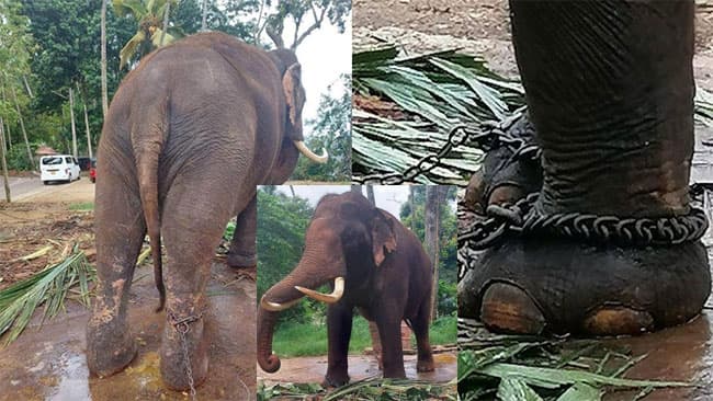 Thai government moves to bring back 2 gifted elephants from Sri Lanka