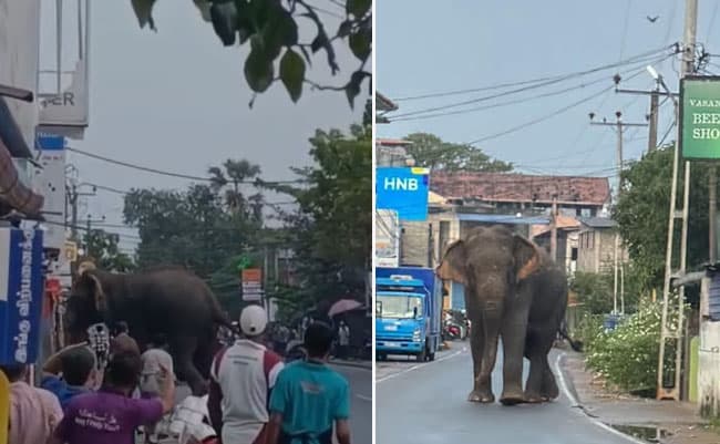 Woman killed, 3 injured after elephant rampage in Valaichchenai