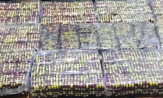 Three arrested with narcotic pills worth Rs. 3 million in Panadura
