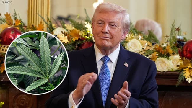Trump administration reclassifies cannabis as less dangerous