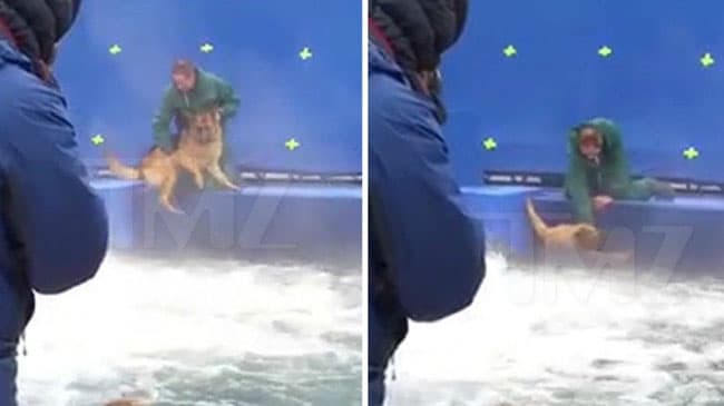 A Dog’s Purpose premiere cancelled after leaked video of stunt dog ‘in distress’
