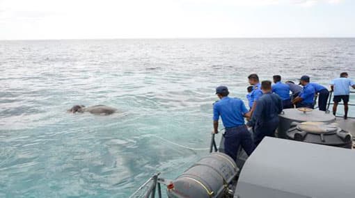 Navy pitches in to rescue elephant at sea