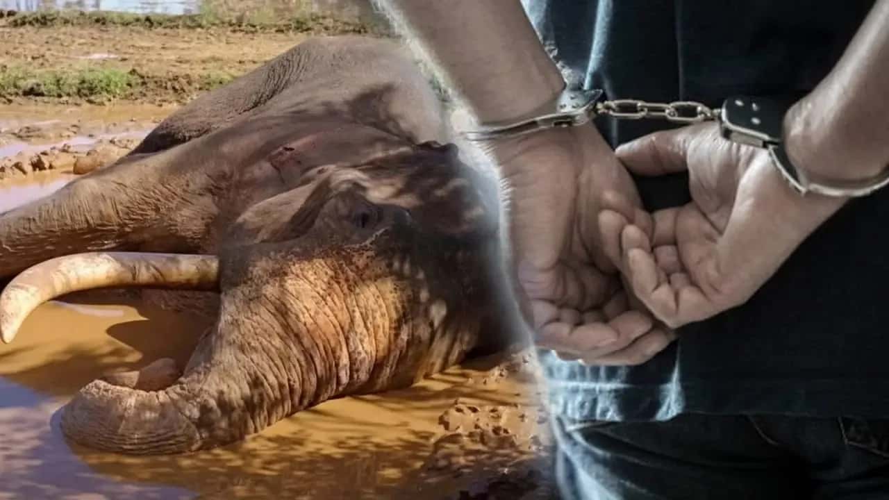 Skills Dev. Officer suspected to have shot tusker 'Kawanthissa' arrested
