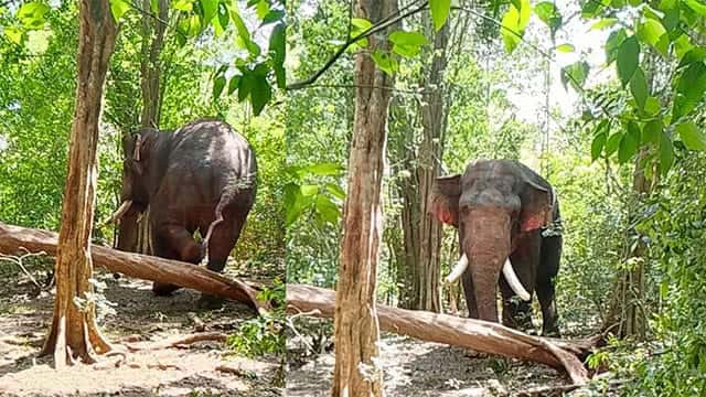 Tusker ‘Agbo’ found in Nachchaduwa Reserve following search operation