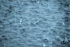 No chance of Acid rain, rumours false – Met. Dept.