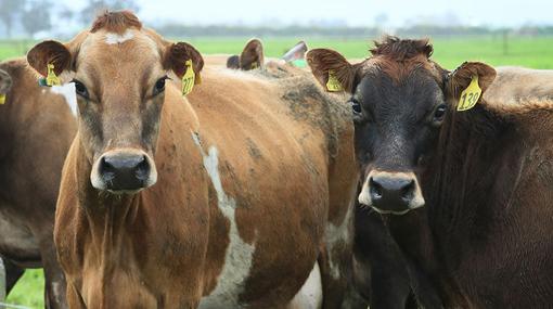 Presidential Commission members to visit dairy farms in Matale