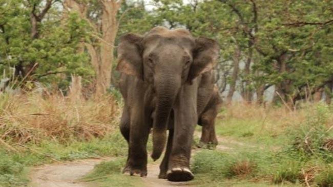 Elephant attacks illegal gem miner fleeing arrest