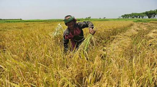 Rs 10,400 mn allocated to buy paddy during Yala season