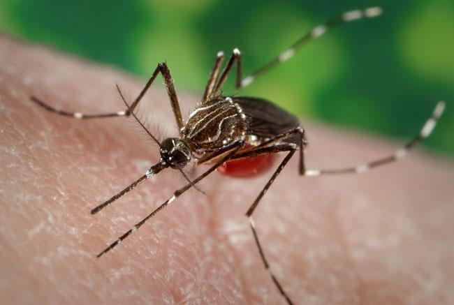 Significant decrease in dengue patients last year