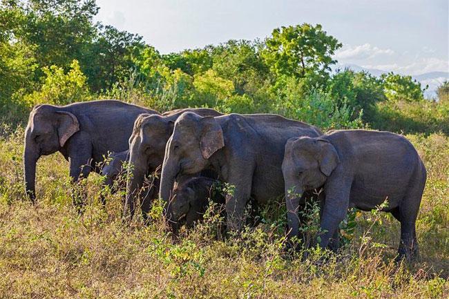 Gazette issued establishing ‘Hambantota Managed Elephant Reserve’