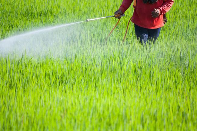 Govt says policy to ban use of chemical fertilizers remains unchanged