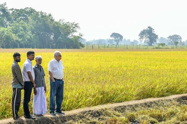 President assures mechanism to purchase paddy from farmers within a week
