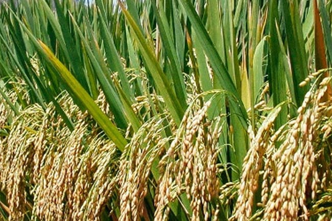 Paddy purchase, rice production and sale to be exempt from Social Security Contribution Levy