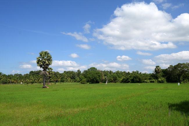 Japan provides $ 4.6 million through FAO to boost paddy production in Sri Lanka