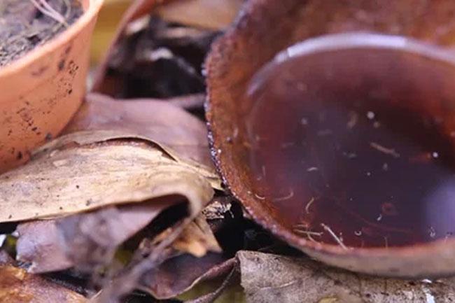 3,505 houses in Colombo identified as possible mosquito breeding sites