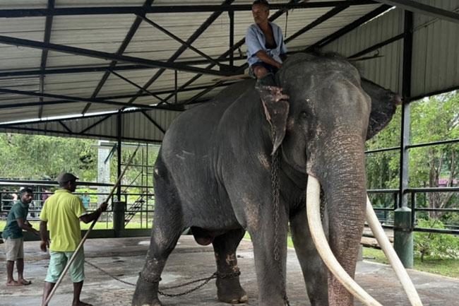 Ailing Thai jumbo elephant in Sri Lanka to return home in July