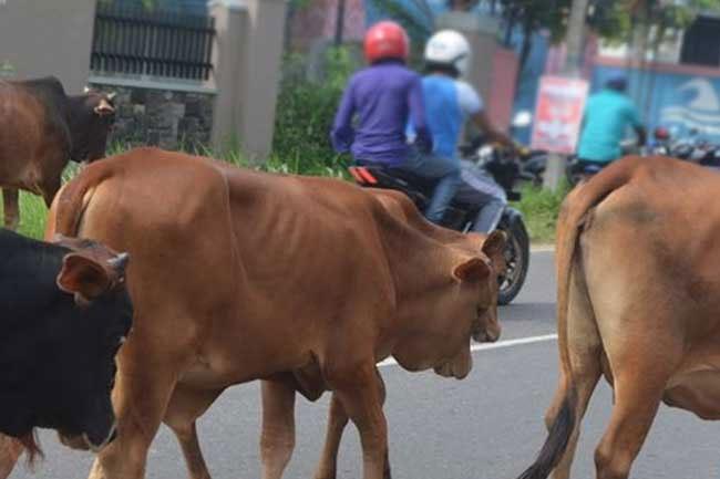 Transportation of cattle in and out of North Western Province banned