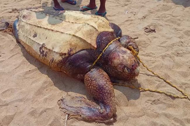 Giant leatherback sea turtle washes up on Panadura beach