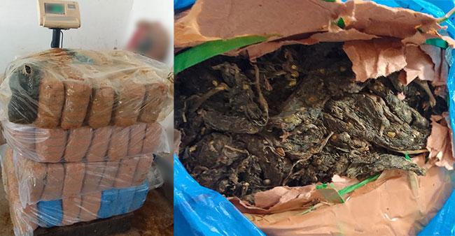 Kerala cannabis worth over Rs. 42 million seized in northern waters