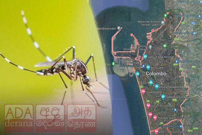 GMOA warns of increasing mosquito populations in Colombo