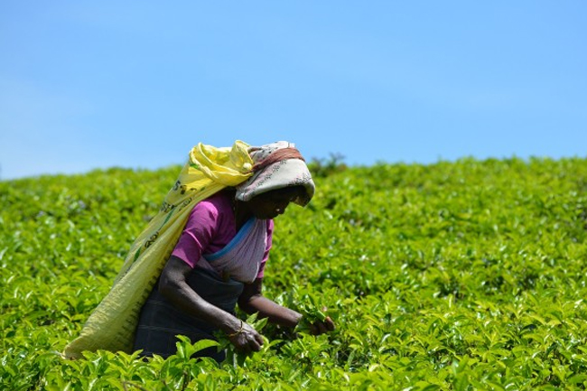 Sri Lanka set to start tea-for-oil barter with Iran next month
