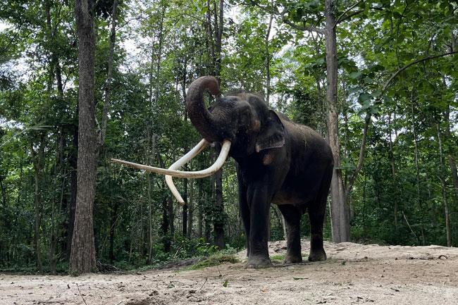 Thai Minister says ‘Muthu Raja’ will not be returning to Sri Lanka
