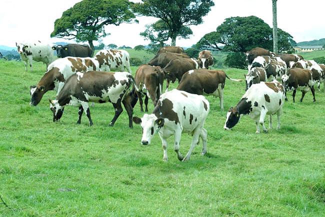 Sri Lanka to sign joint declaration of intent with India for cooperation in dairy farming