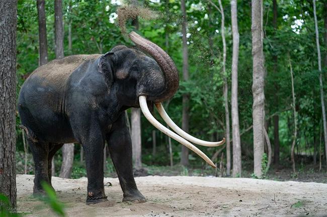 Muthu Raja: Thai elephant’s recovery promising despite tumour diagnosis