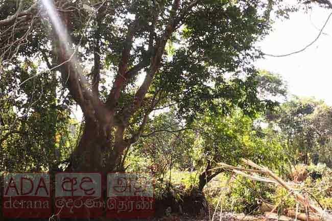 Court orders to exhume buried ‘Crudia zeylanica’ tree