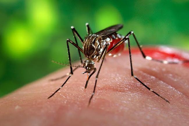 Over 55,000 dengue cases reported so far in 2023