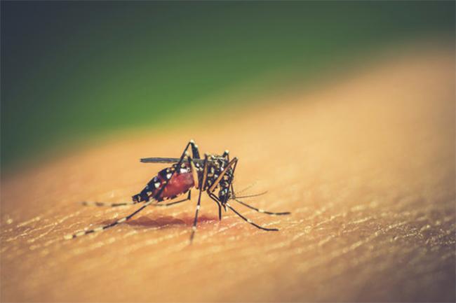 Sri Lanka records over 61,000 dengue cases thus far in 2023