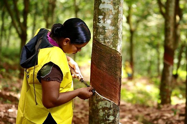 Rubber traders in crisis as harvest drops significantly