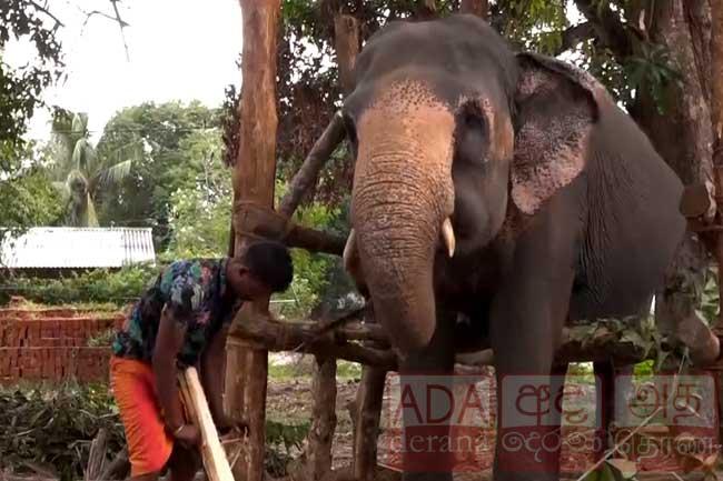 Metal detector shows elephant ‘Sita’ was shot with live bullets