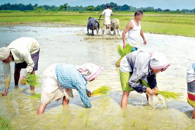 Govt. to provide diesel worth Rs. 17,000 per farmer for ‘Maha’ season