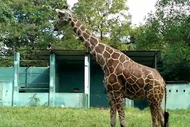 Death of giraffe at Dehiwala zoo being investigated after concerns were raised