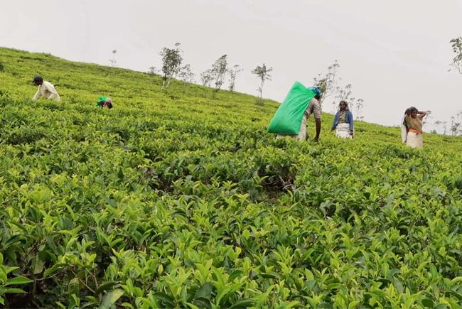 Prices of fertilizers used for tea cultivation slashed