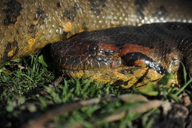 World’s largest snake: New species of green anaconda discovered in Amazon