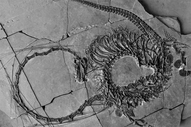 Scientists announce discovery of 240-million-year-old ‘Chinese dragon’ fossil