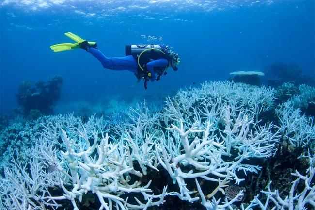 Australia’s Great Barrier Reef hit by mass coral bleaching