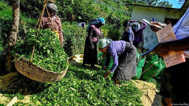 ‘Horrified’ by plight of Sri Lanka’s plantation workers, says tribunal
