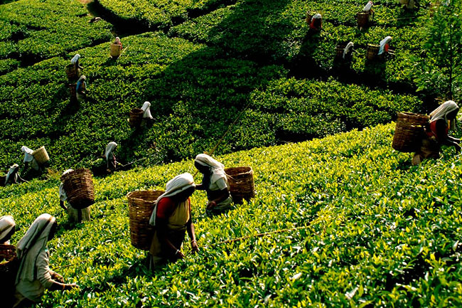 Sri Lanka’s tea exports predicted to generate USD 1.5 billion revenue in 2024