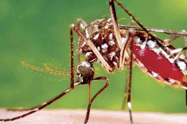 Over 32,000 Dengue cases reported in 2024