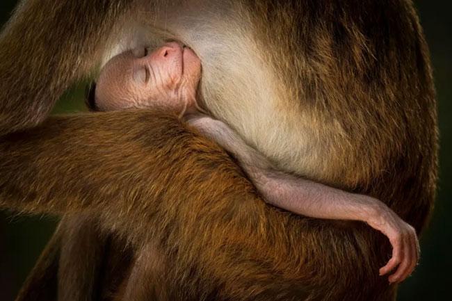 Sri Lanka’s Prasantha Vinod wins prize at Wildlife Photographer of the Year Awards