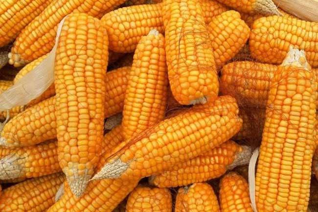 Sri Lanka to resume maize imports