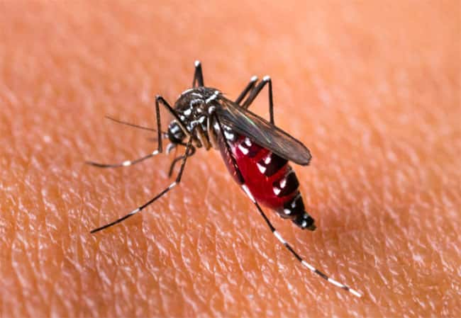 Cases of dengue and chikungunya on the rise, Dy Health Minister